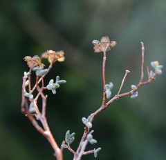 Drosanthemum karrooense
