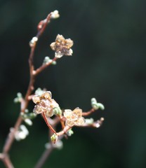 Drosanthemum karrooense