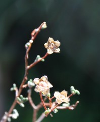 Drosanthemum karrooense