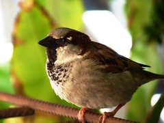 Passer domesticus