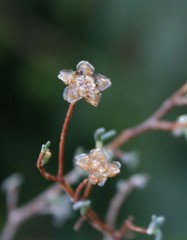 Drosanthemum karrooense