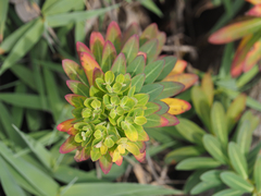 Euphorbia jolkinii