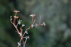 Drosanthemum karrooense