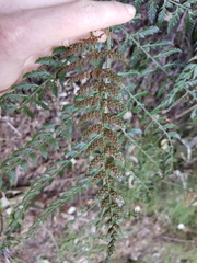 Polystichum pungens