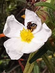 Synema globosum