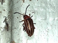 Disonycha conjugata