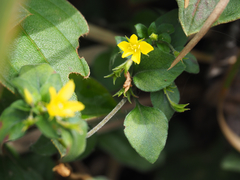 Lysimachia remota