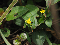 Lysimachia remota