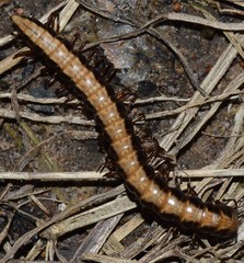 Isocladosoma maculatum