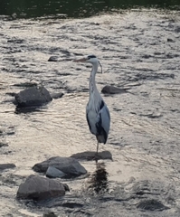 Ardea cinerea