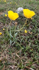 Ranunculus gramineus