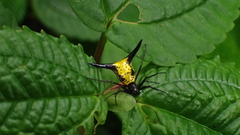 Micrathena raimondi