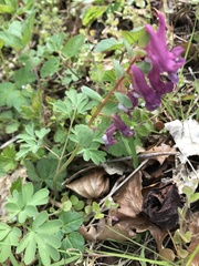 Corydalis cava