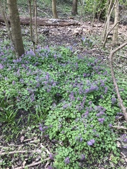 Corydalis cava