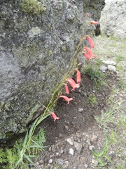 Penstemon miniatus apateticus