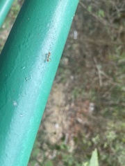 Oecophylla smaragdina