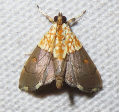 Agrotera basinotata