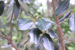 Eustigma oblongifolium