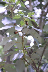Eustigma oblongifolium