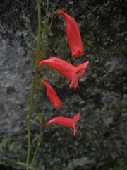 Penstemon miniatus apateticus