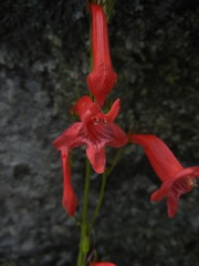 Penstemon miniatus apateticus