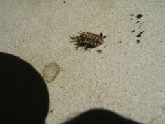 Porcellio laevis