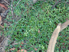 Persicaria prostrata
