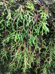 Selaginella oregana