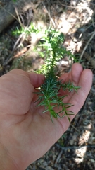 Athrotaxis selaginoides