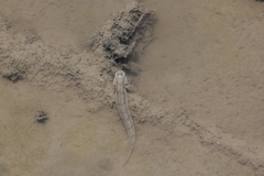 Pseudapocryptes elongatus