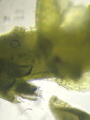 Plagiothecium nemorale