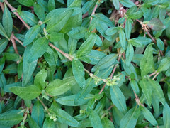 Persicaria prostrata