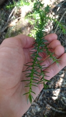 Athrotaxis selaginoides