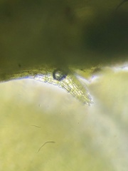 Plagiothecium nemorale