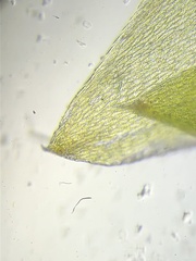 Plagiothecium nemorale