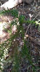 Athrotaxis selaginoides