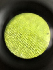 Plagiothecium nemorale