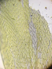 Plagiothecium nemorale