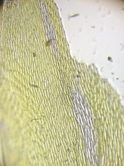 Plagiothecium nemorale