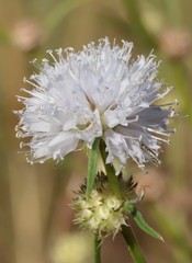 Spermacoce phaeosperma