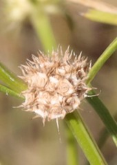Spermacoce phaeosperma