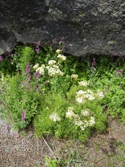 Psacalium decompositum