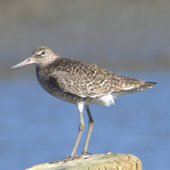 Tringa semipalmata semipalmata