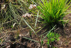 Asclepias cucullata cucullata