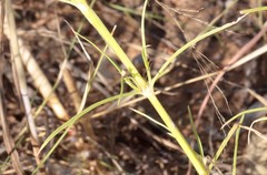 Spermacoce phaeosperma