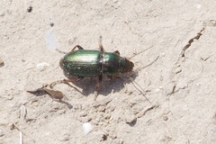 Harpalus distinguendus