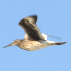 Tringa semipalmata semipalmata