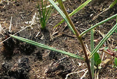 Asclepias cucullata cucullata