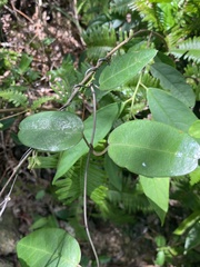 Vincetoxicum atratum