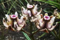 Asclepias cucullata cucullata